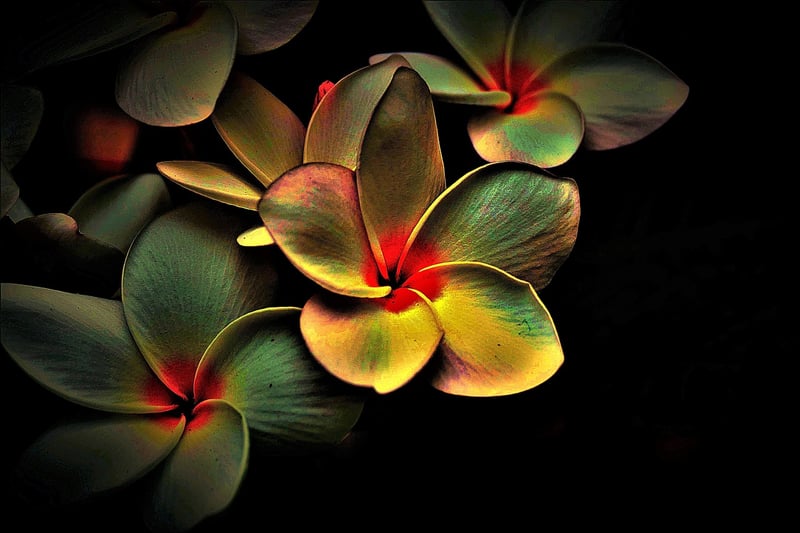 Nature-inspired art